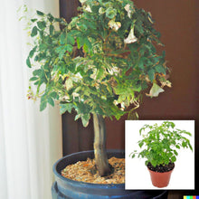 Radermachera sinica Tree Seeds - China Doll - 15 Exotic Indoor Bonsai Plant Seeds - Perfect for Home Gardening