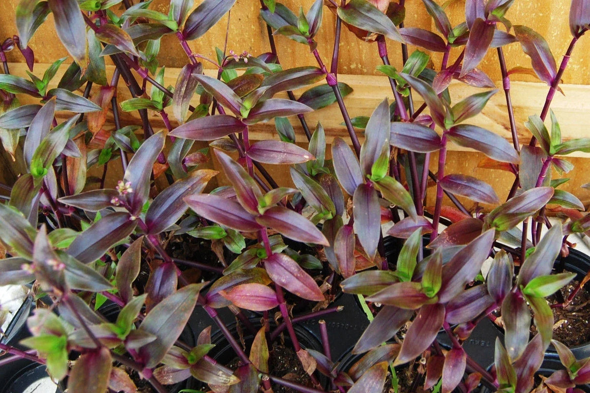 Purple Scimitars Plant - Starter Indoor Houseplant - Tradescantia Elongata - Low Maintenance, Purple Foliage