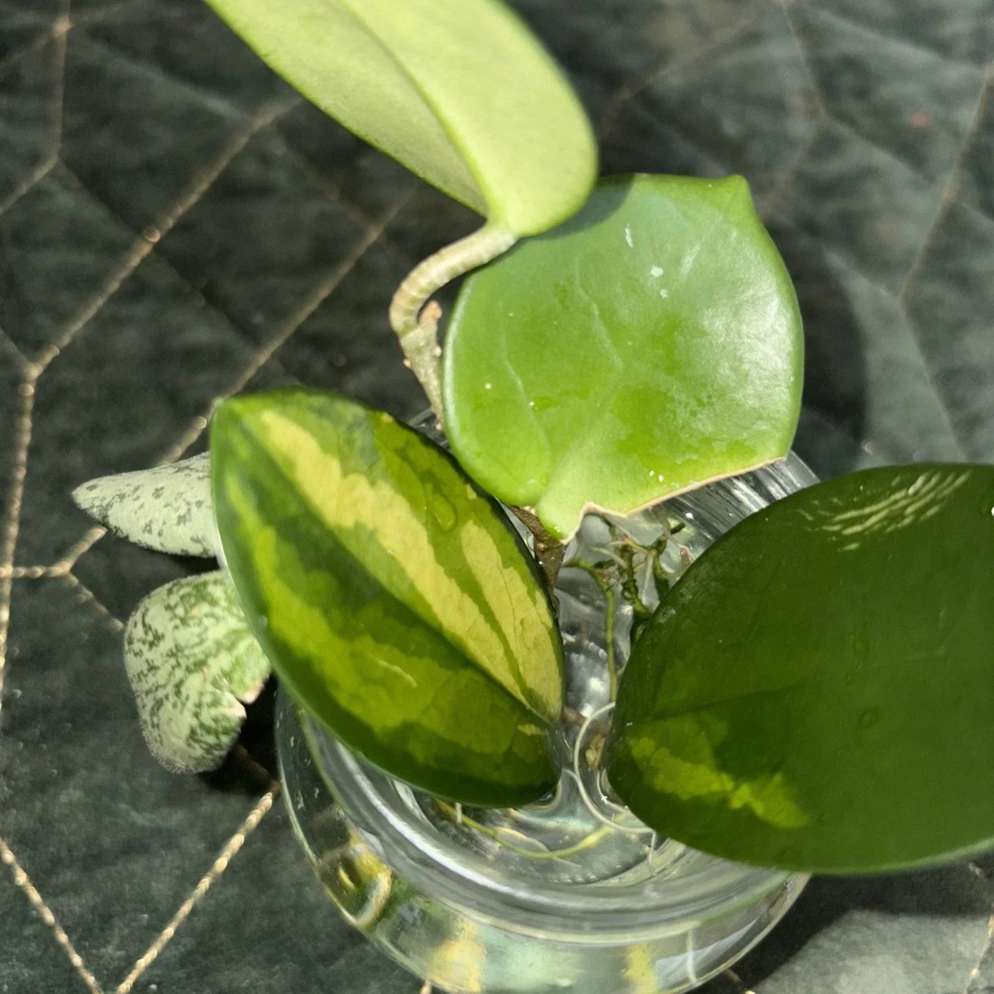 Hoya Rooted Cuttings – Chelsea, Sigillatis & Lisa – Indoor Tropical Houseplants for Gardening – Hoya spp.