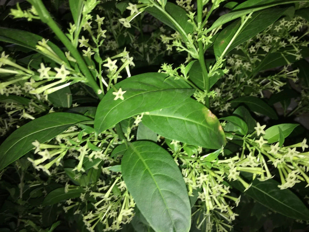 Night Blooming Jasmine Plant in 5" Pot, Cestrum nocturnum, Fragrant Tropical Shrub for Gardens & Indoor Spaces