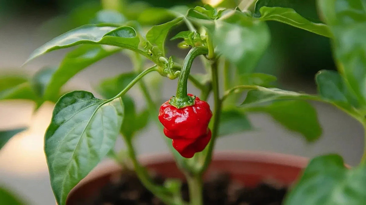 Dragon’s Breath Pepper Seeds – 10 Premium Capsicum chinense Super Hot Chili, 2.48 Million SHU, Extreme Heat, Hot Sauce & Cultivation