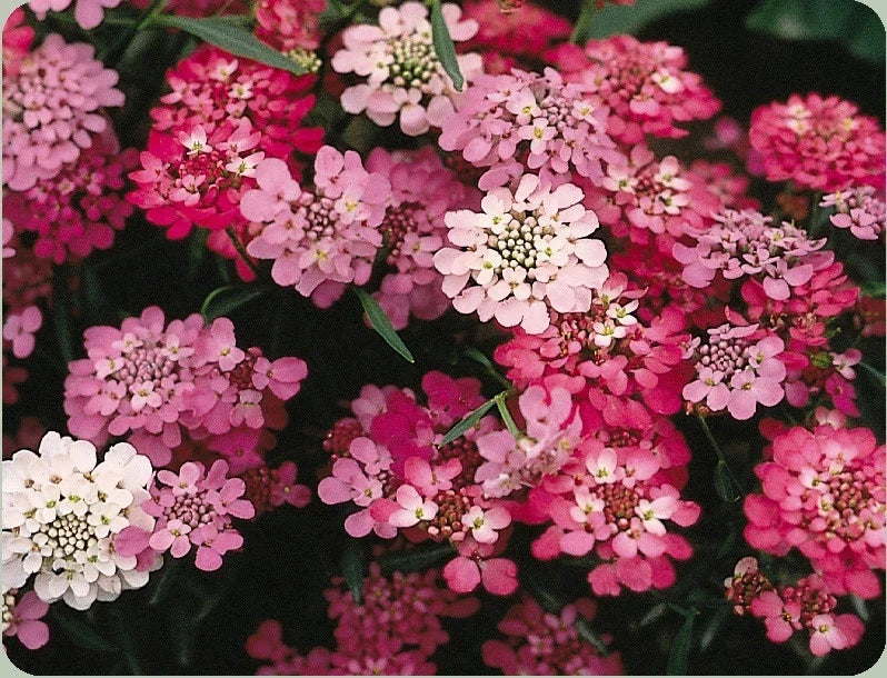 Candytuft Seeds Pack of 325 | Iberis sempervirens Perennial White Pink Flowering Plant for Borders & Rock Gardens
