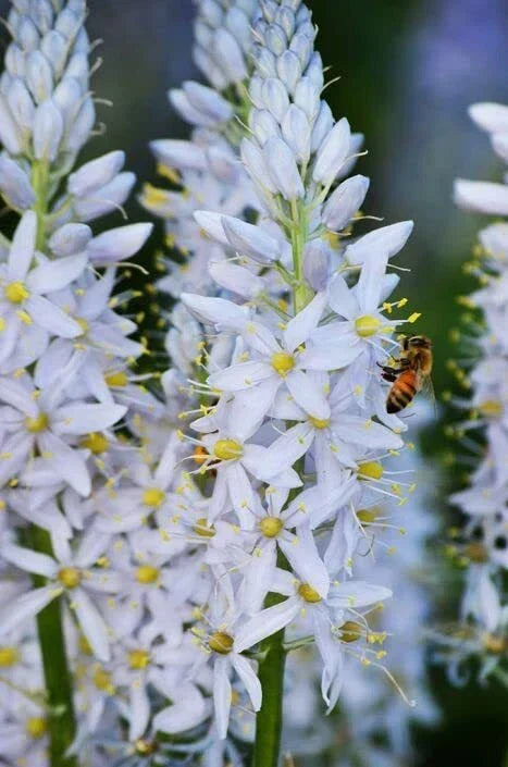 Wild Hyacinth Seeds 50 Count - Camassia scilloides Native Perennial Blue Flowers