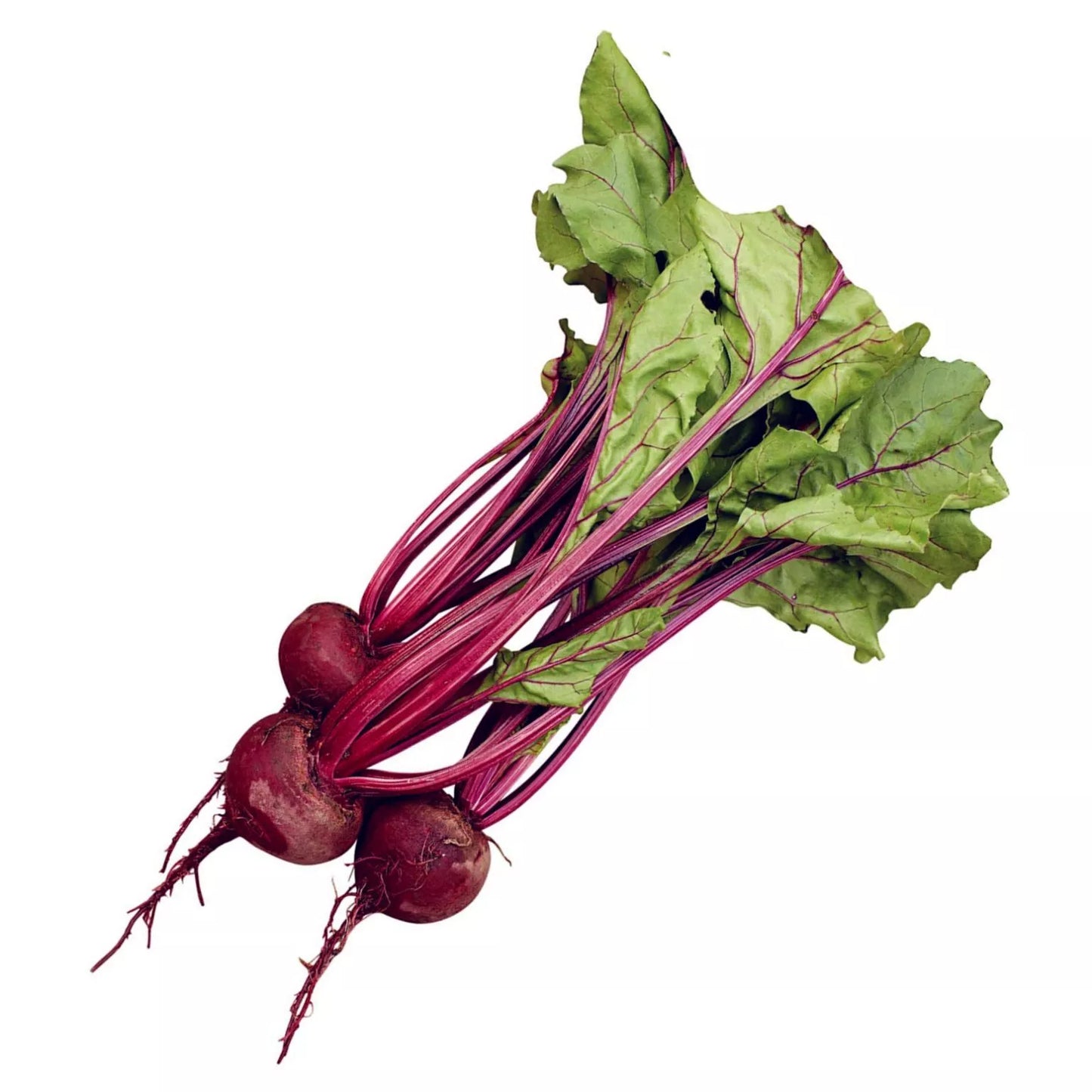 Beet Seeds 500+ Count - Early Wonder Beta vulgaris Heirloom Vegetable Seeds for Home Garden