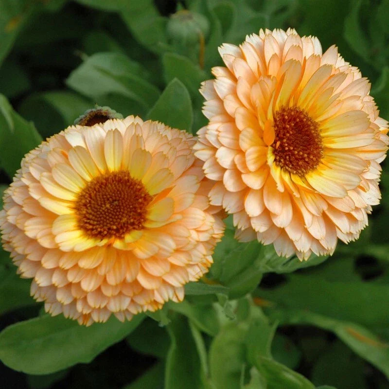Pink Surprise Calendula Seeds – Edible Heirloom Flowers for Organic Gardening, Pollinator Attracting, 100 Seeds