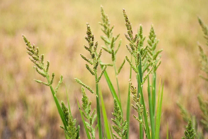 Barnyard Grass Seeds - 200+ Echinochloa crus-galli Cover Crop for Gardens and Lawns, Erosion Control, Wildlife Habitat