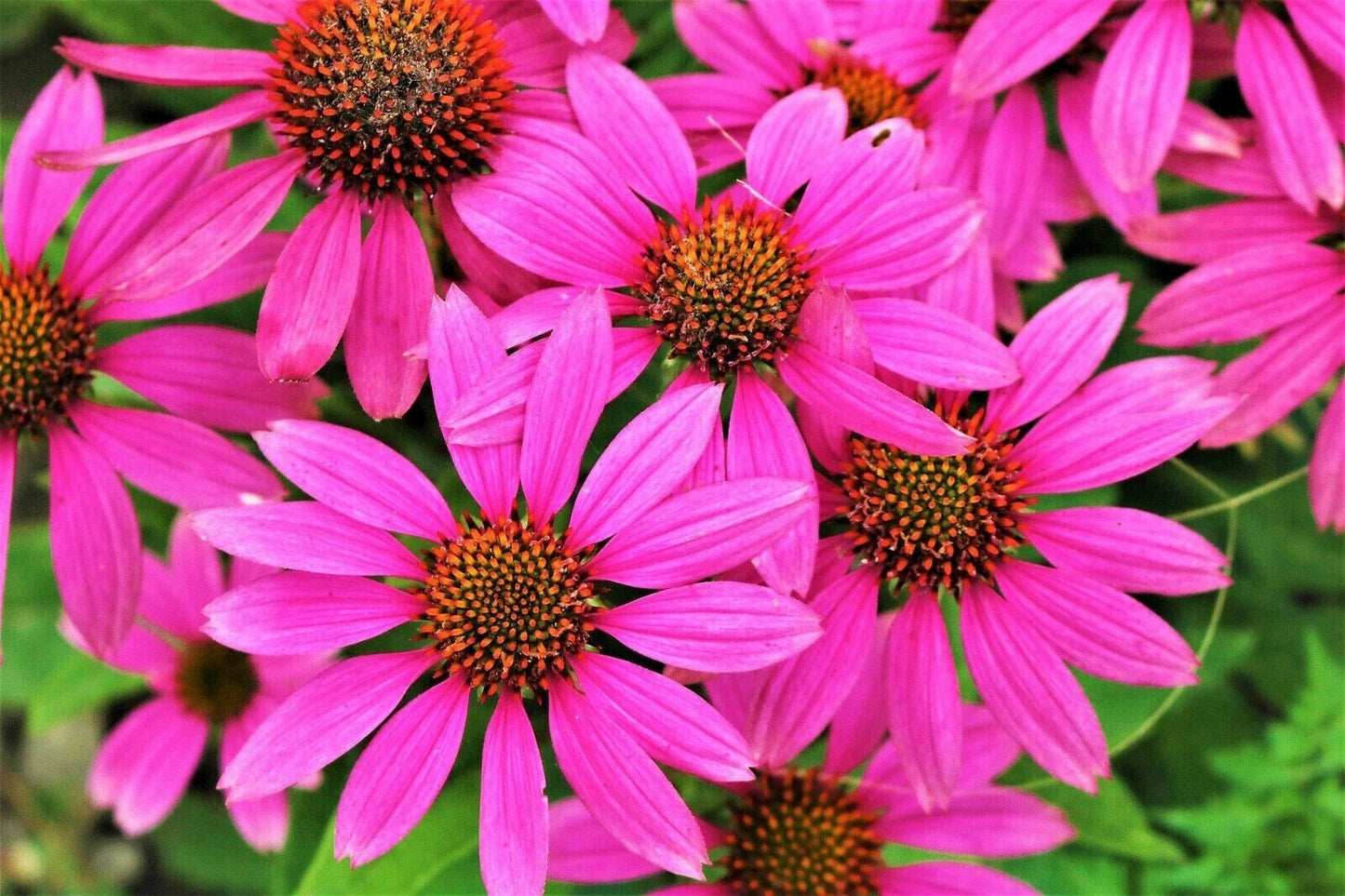 Bright Star Coneflower Seeds - Echinacea purpurea Perennial Flower Seeds for Garden, Pollinator Attracting, USA Grown