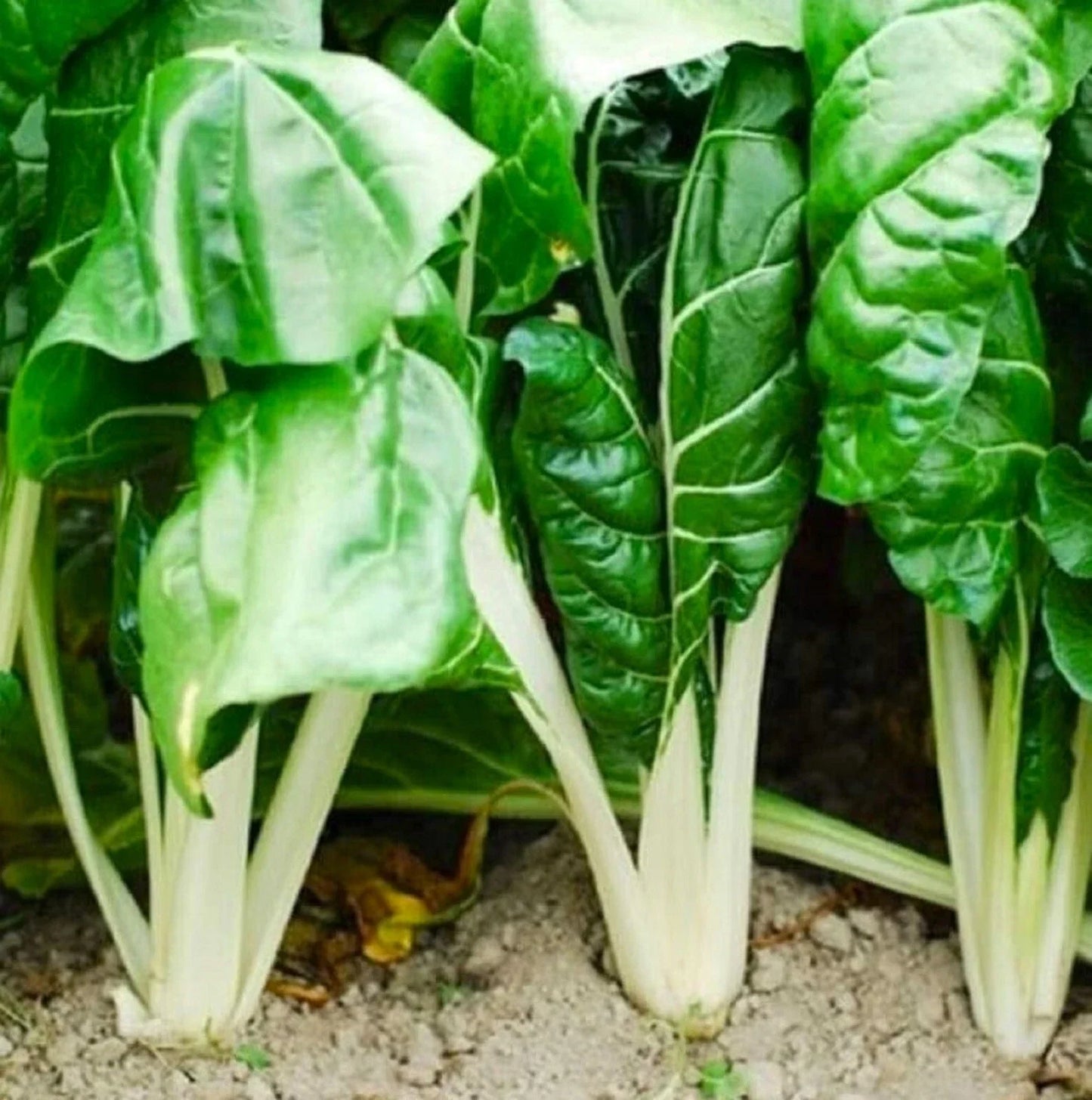 Fordhook Giant Swiss Chard Seeds - Non-GMO Beta vulgaris var. cicla, 100+ Seeds for Gardening, Leafy Greens, Full Sun to Partial Shade