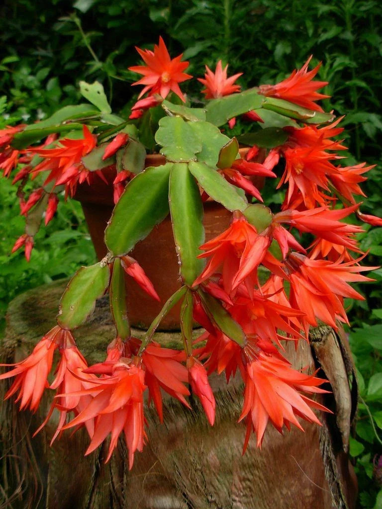 Epiphyllum Orchid Cactus Cutting Plant 6-10 Inches, Succulent Variety, Indoor/Outdoor, Epiphyllum spp.