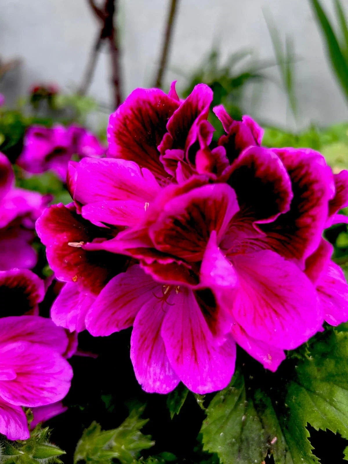 Live Plant 12-Inch Lavender Pink and Dark Maroon Indoor Decorative Houseplant - [Scientific Name]