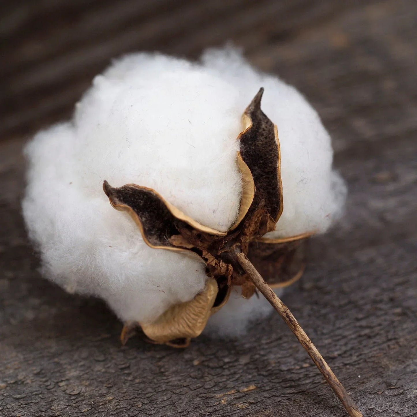 Cotton Bush Seeds - 5 Pack - Gossypium arboreum - Educational Flowering Plant