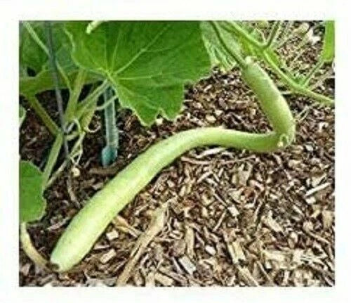 Cucuzzi Gourd Seeds - Edible Variety, Climbing Vine, Cucurbita pepo, Fresh Seeds for Gardening & Cooking