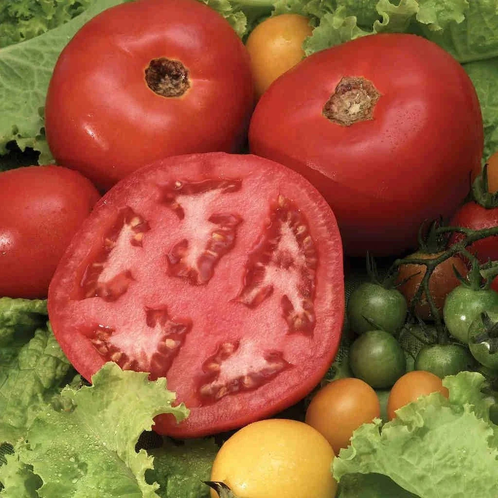 Beefsteak Tomato Seeds - Organic Heirloom Solanum lycopersicum - 120+ Juicy, Large Fruit for Home Gardening