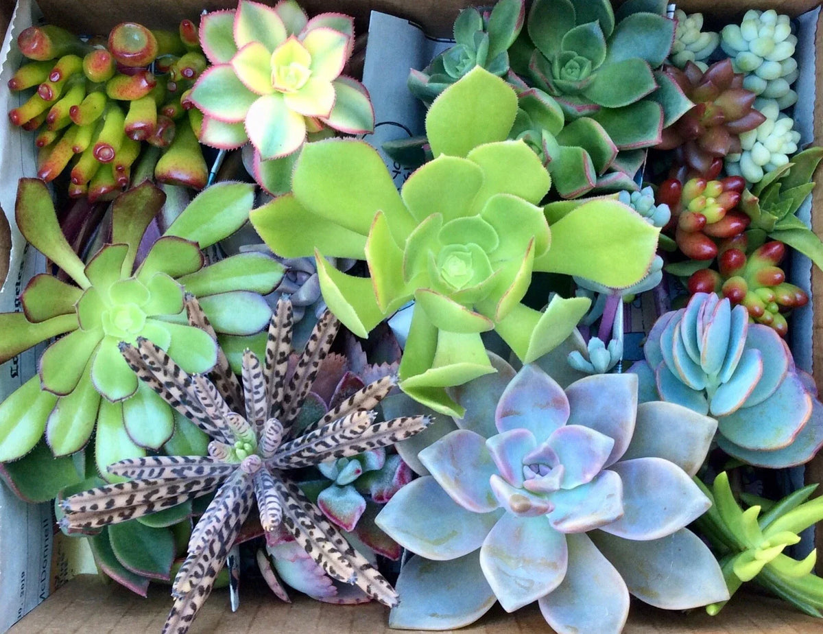 Assorted Succulent Cuttings Pack - 55 Varieties for Gardening, DIY Projects & Indoor Plants - Echeveria, Sedum, Graptopetalum