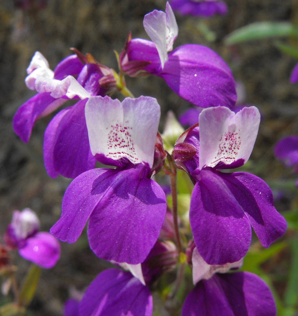 Collinsia Heterophylla Seeds - 2,000 Non-GMO Chinese Houses Seeds for Gardening, Annual, Purple & White Blooms, Easy to Grow