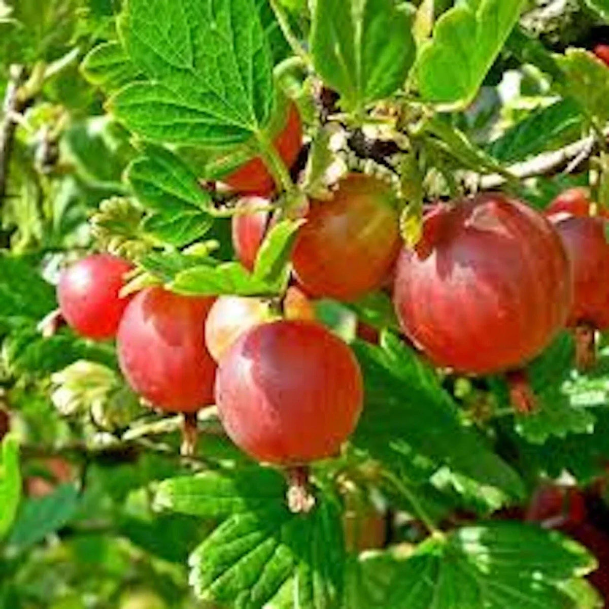 Pixwell Gooseberry Plant 2-Year-Old Ribes uva-crispa Light Green to Pink Berries 4-6' Tall Zones 3-8
