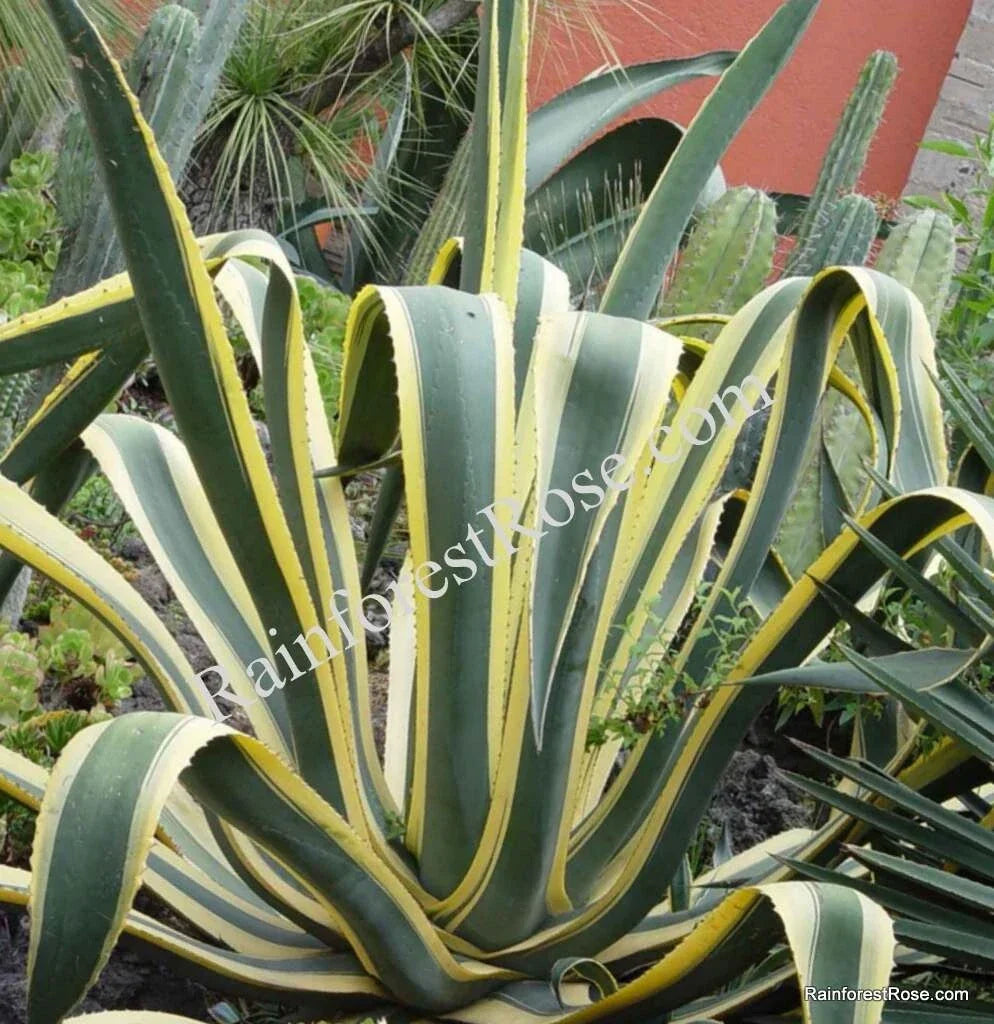Agave Americana Yellow Edge Variegated Cutting - 10 Inch Succulent Propagation Plant