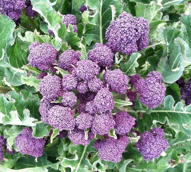 Broccoli Seeds 1500 Count - Purple Sprouting Non-GMO Heirloom Brassica oleracea