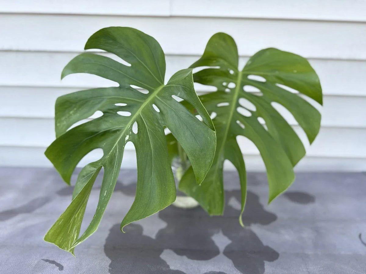Monstera Albo Borsigiana Cutting - Rare Low Variegation Indoor Houseplant - Monstera deliciosa Variegated Plant