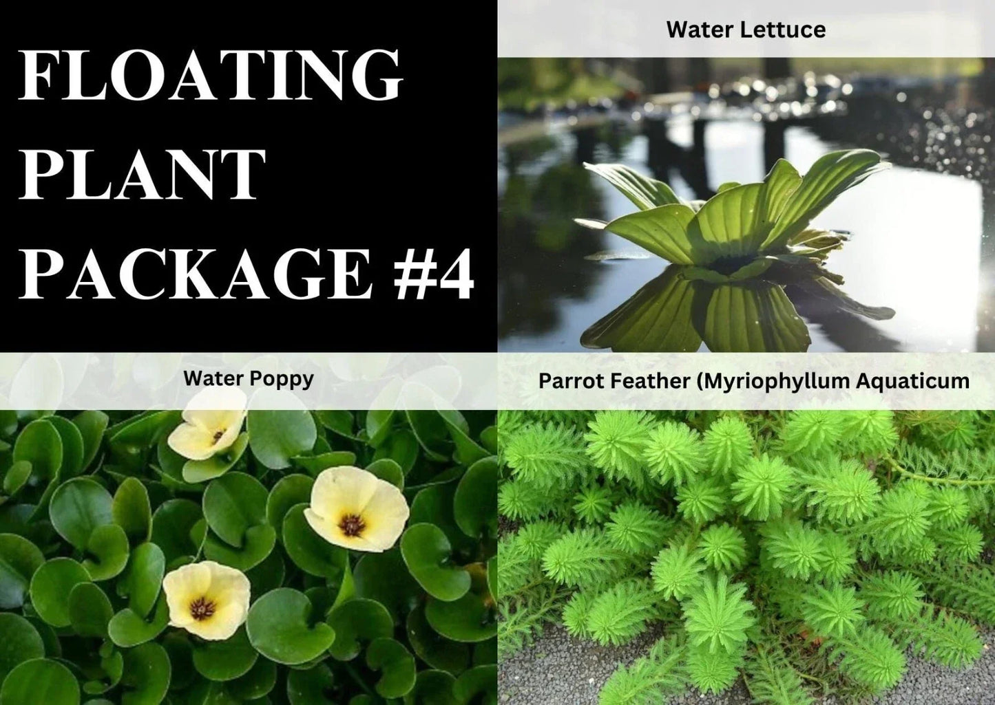 Aquatic Plants Pack - 3 Live Freshwater Pond Plants with Poppy, Parrot Feather, Lettuce - Easy Care Aquarium & Pond Plants