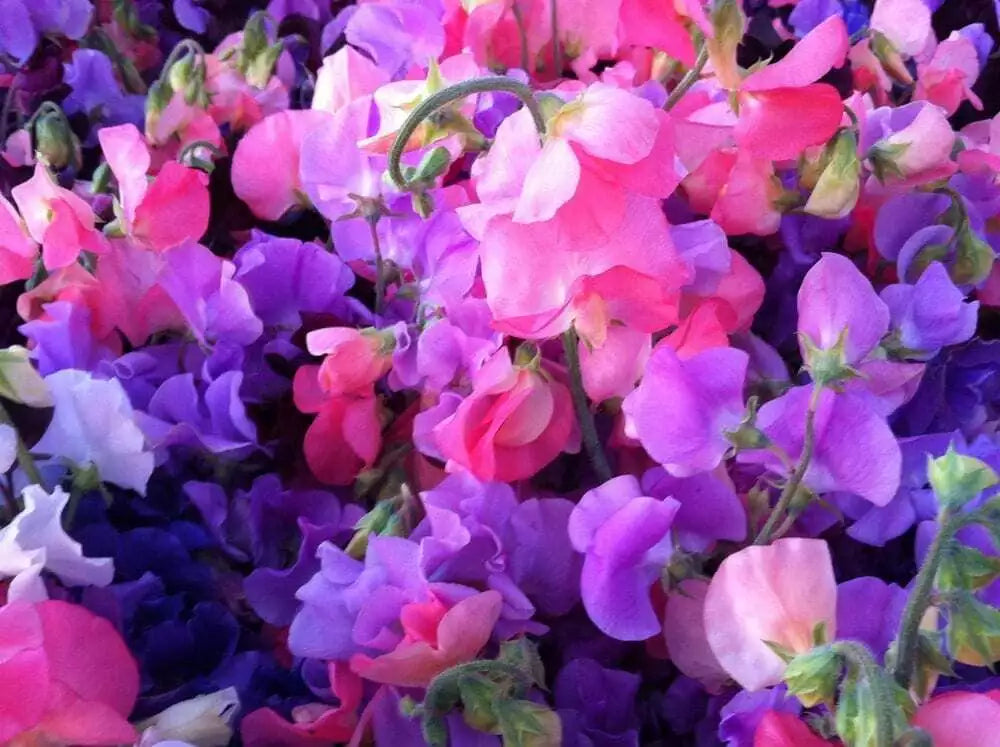 Sweet Pea Seeds - 25 Pack - Royal Mix Fragrant Flowers - Lathyrus odoratus - Annual Climbing Vine