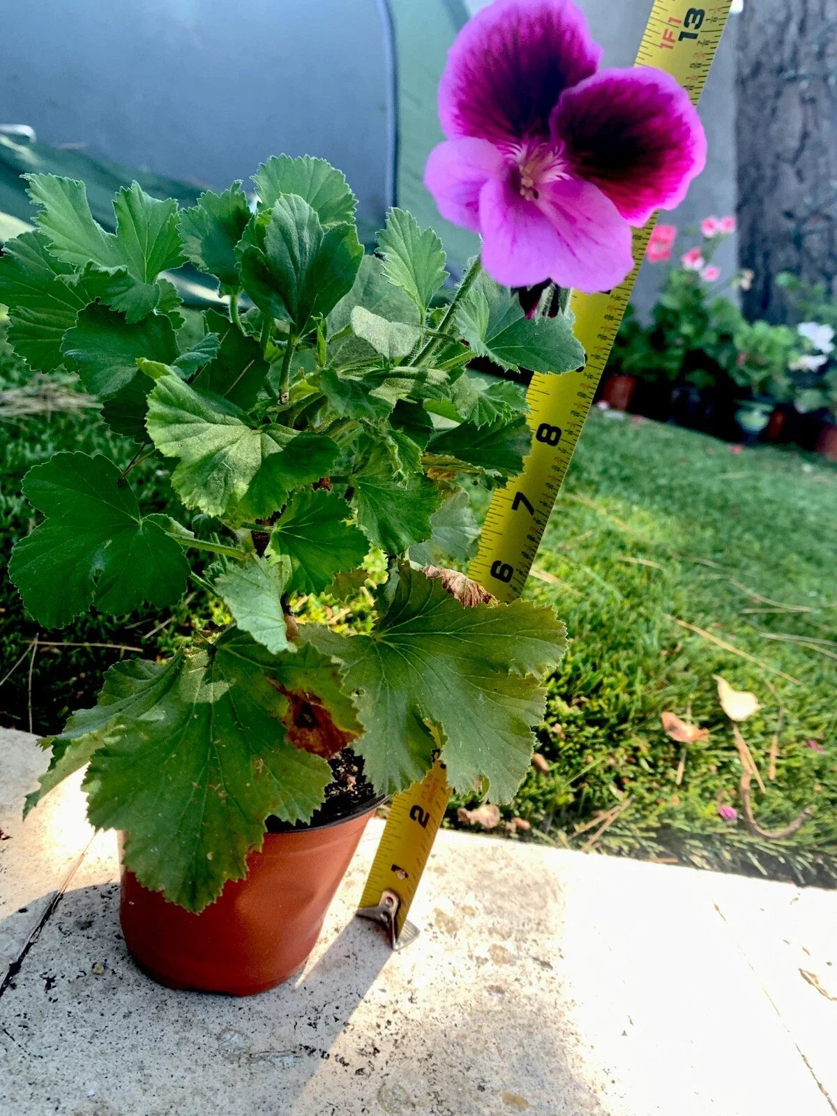 Live Plant 11" Tall Lavender Pink Dark Maroon Foliage Indoor Garden, Houseplant, Compact, Easy Care