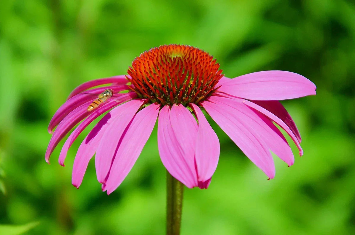 Purple Coneflower Seeds - 250+ Count - Echinacea purpurea - Non-GMO Heirloom Butterfly Garden Plant