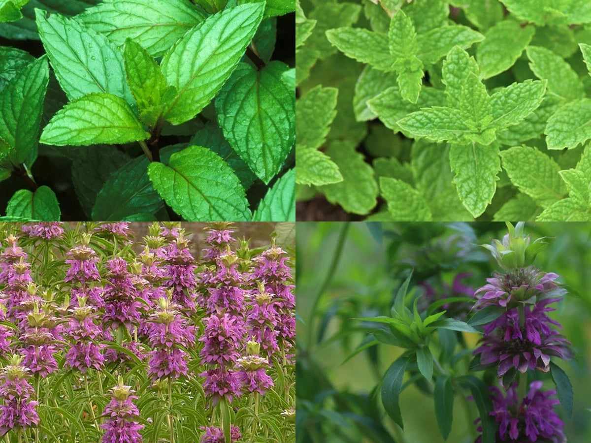 Mint Mix Plants - 4 Packs of Peppermint, Spearmint, Lemon Mint, Lemon Balm - Mentha spp. Culinary Herbs for Indoor & Outdoor Gardening
