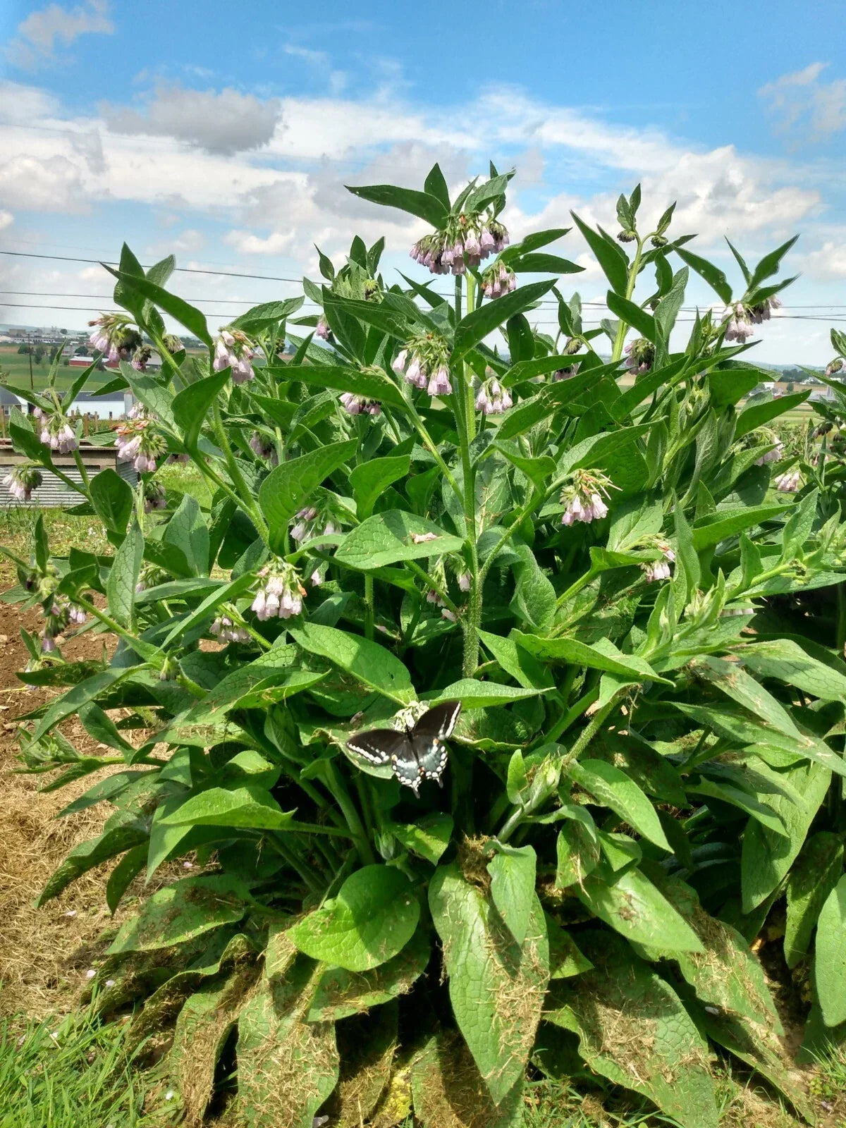 Comfrey Plant Cuttings - 12 Root Cuttings - Bocking #4 Symphytum x uplandicum - Healing Herb for Soil Enrichment