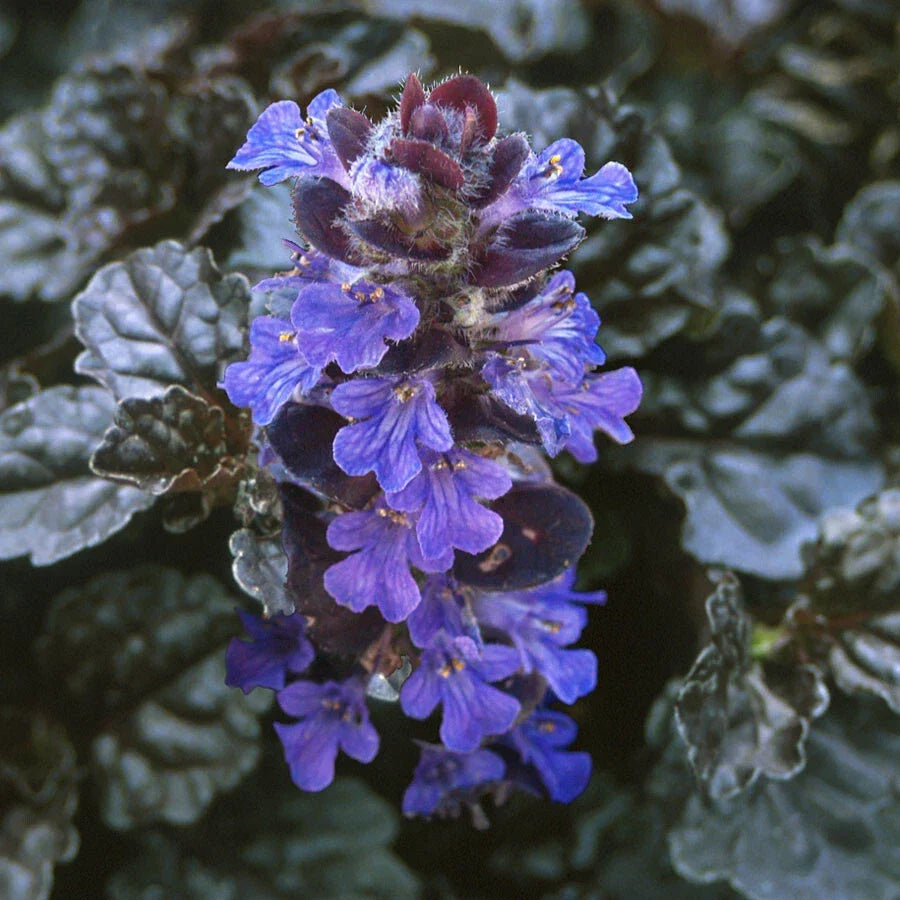 Ajuga reptans Ground Cover Plants - 10 Rooted Cuttings for Lush Green Gardens, Blue-Violet Flowers, Low Maintenance