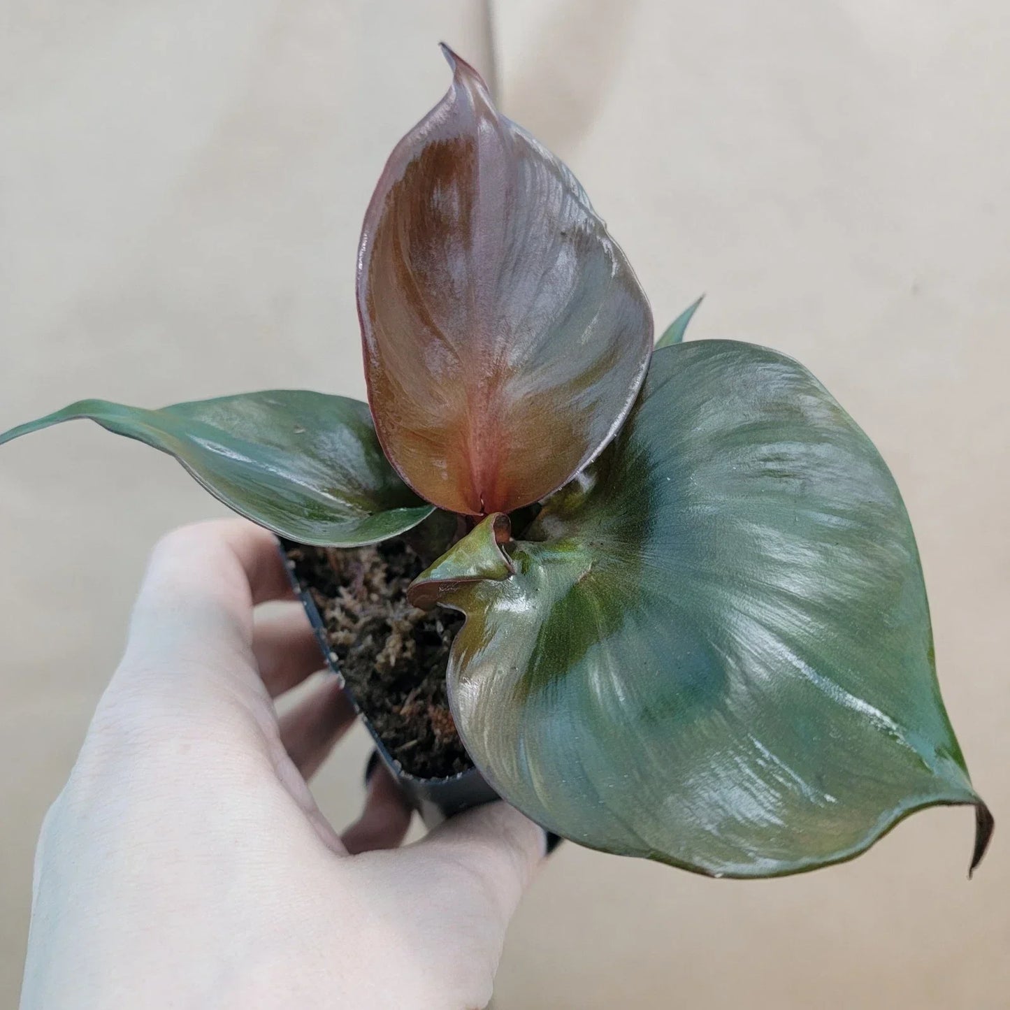 Rare Philodendron Red Heart Plant - 3" Live Tropical Houseplant - Philodendron erubescens, Heart-Shaped Foliage