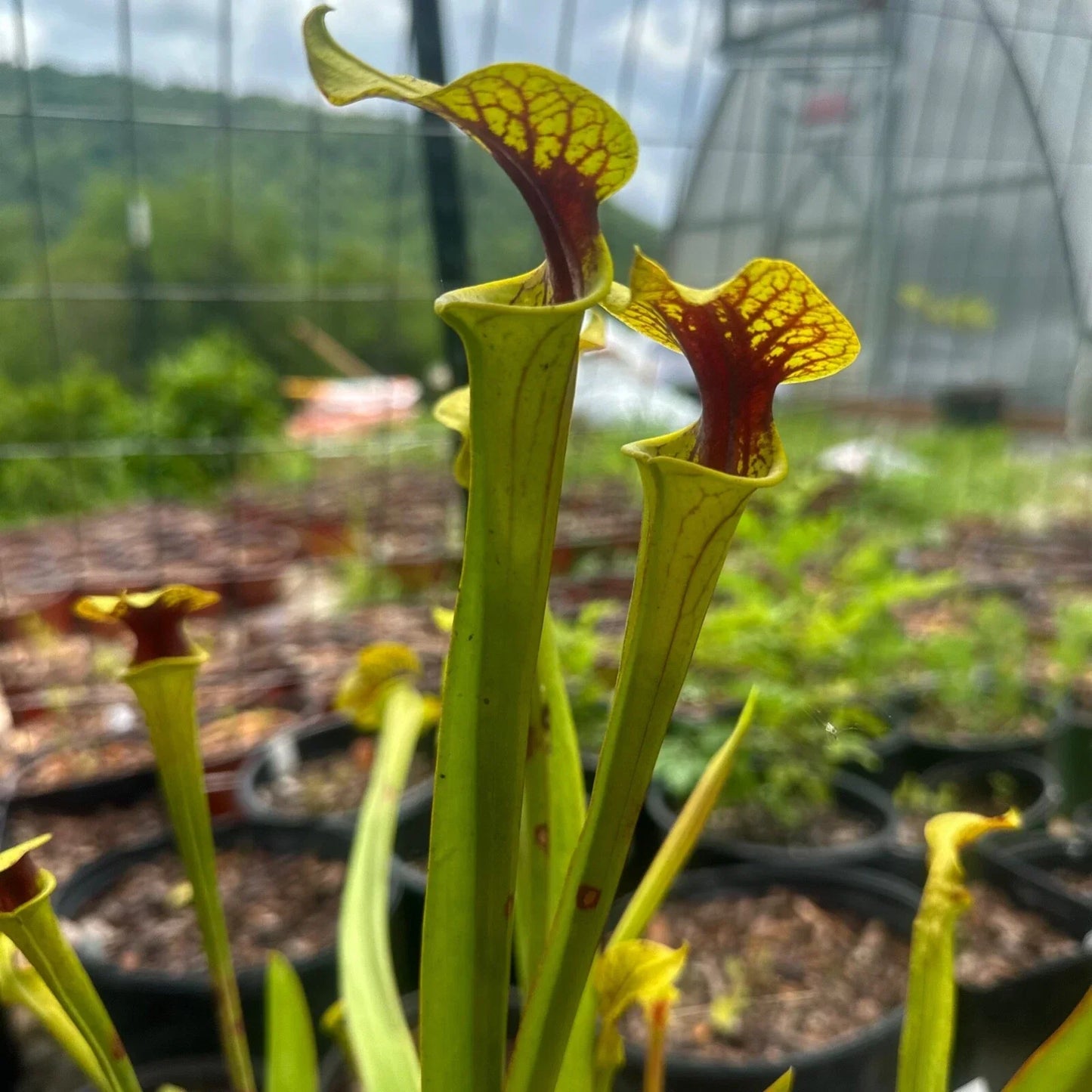 Sarracenia flava Rooted Division - Extreme Red Throat - Carnivorous Plant for Garden or Terrarium