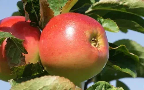 Winter Banana Apple Seeds - 25+ Pack - Malus pumila - USA Grown
