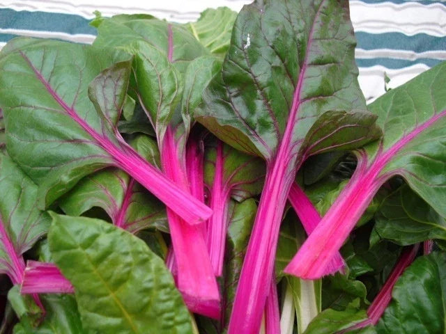 Pink Lipstick Swiss Chard Seeds - Beta vulgaris subsp. cicla, Colorful Leaf Vegetable, Non-GMO Gardening Seeds