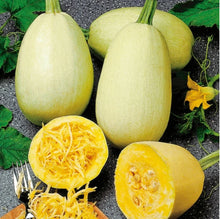 Spaghetti Squash Seeds - Non-GMO Organic Heirloom - Cucurbita pepo - 5 to 100 Seeds