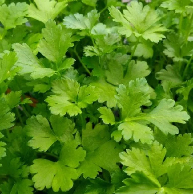 Italian Giant Parsley Seeds - Non-GMO Herb Seeds for Container Gardening, Petroselinum crispum, 500 Pack