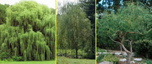 Willow Trees Bundle - 5 Pack: 2 Weeping, 2 Austree Hybrid, 1 Corkscrew - Salix spp.