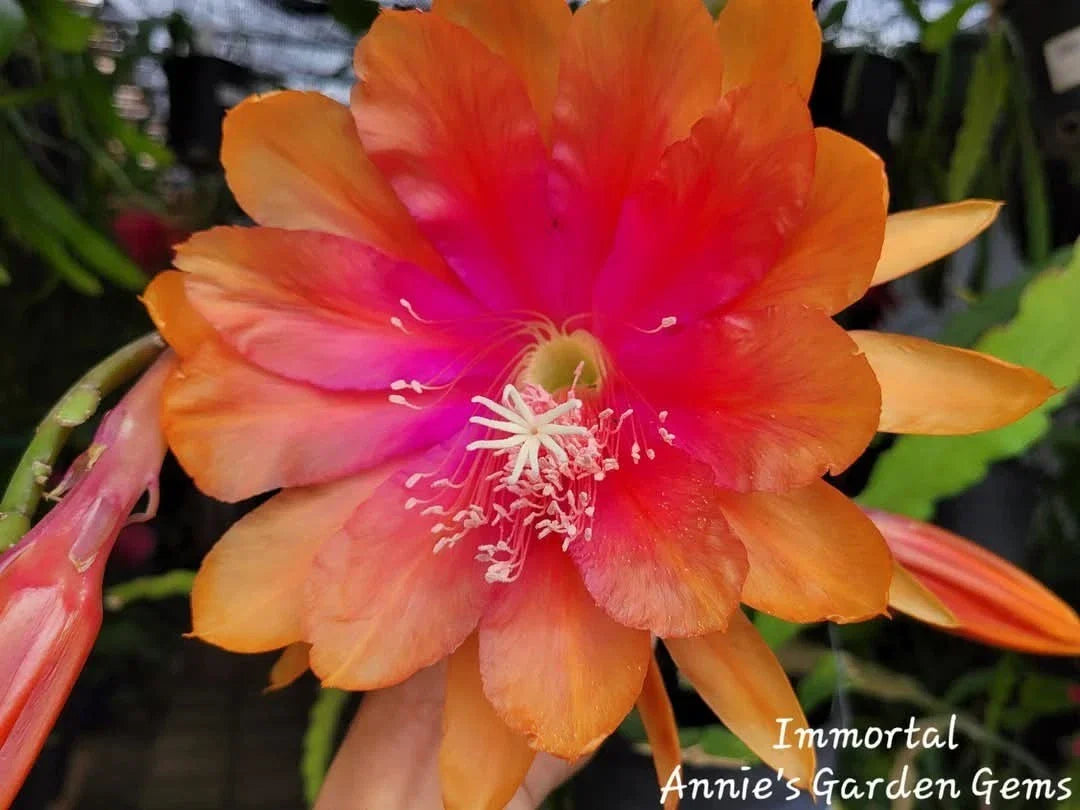 Epiphyllum Cuttings - 8-10" Immortal Variety - Exotic Cactus Plant Propagation - Epiphyllum spp.