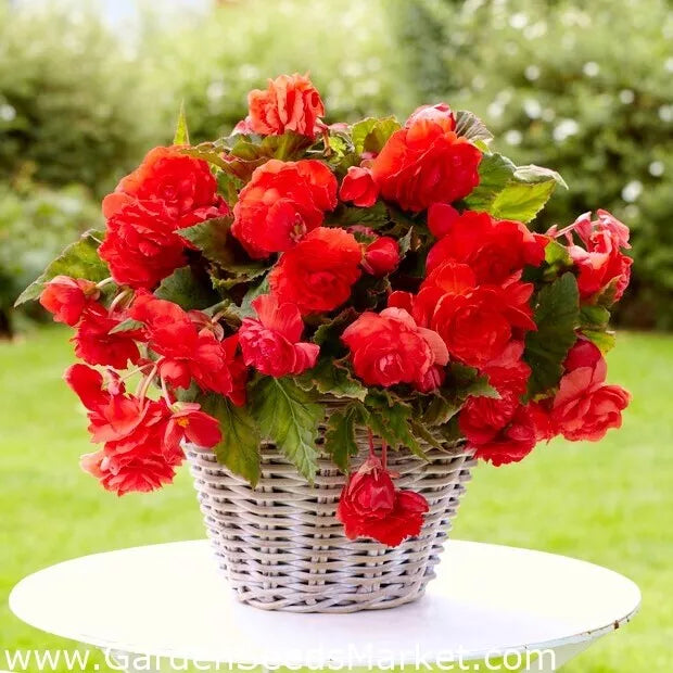 Begonia Glory Hot Tip Red PT Seeds - 500 Count | Non-California Shipping