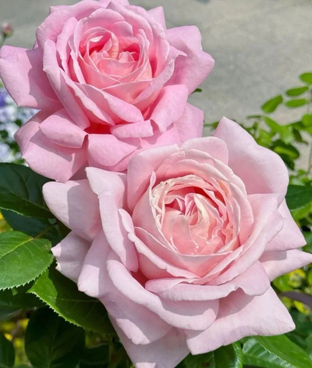 Light Pink Rose Cuttings - Unrooted 5-8" Fresh Rosa spp. for Propagation and Gardening