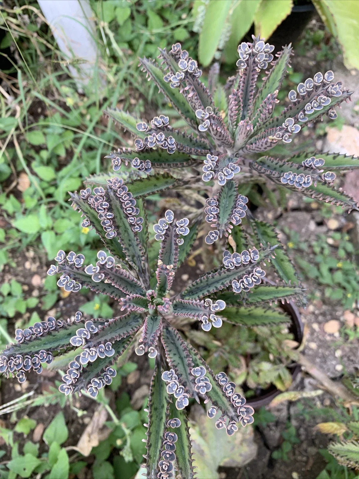 Mother of Millions Succulent Plants - Kalanchoe Daigremontiana Plant Cuttings - 10+ Chandelier Plantlets for Indoor Garden & Propagation