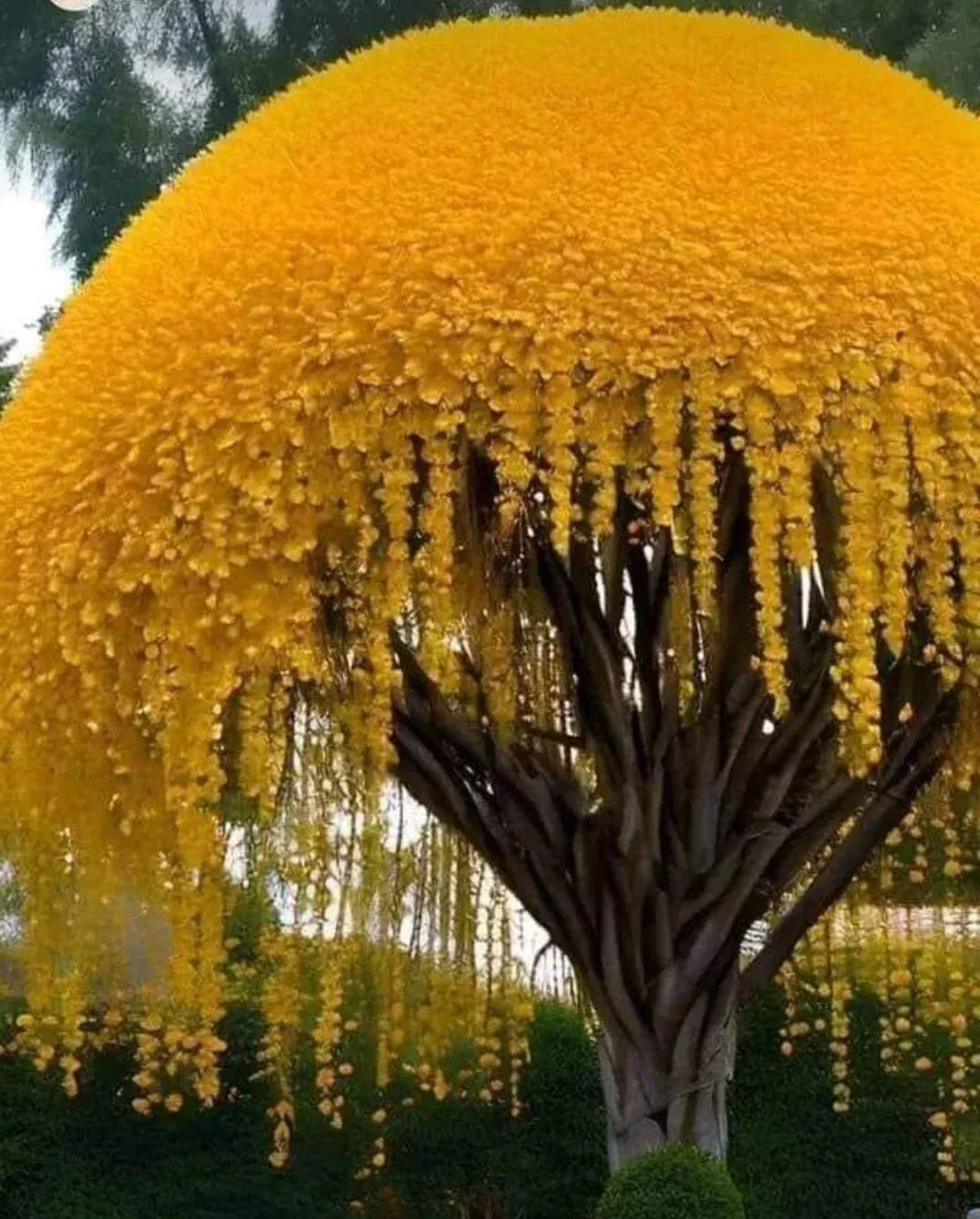 Golden Shower Tree Seeds (10 Seeds) - Cassia fistula - Weeping Yellow Blooms
