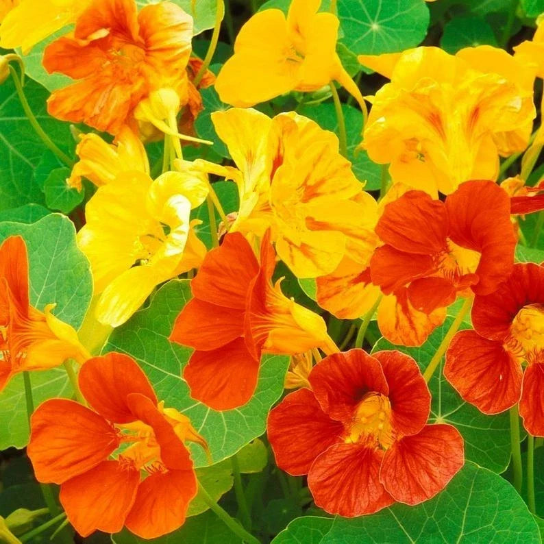 Nasturtium Dwarf Jewel Mix Seeds - Edible Tropaeolum Annual Flower Seeds for Gardens & Containers