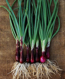 Ruby Red Onion Seeds - 200+ Count Red Stem Scallion (Allium cepa) - USA Grown Organic Gardening Seeds