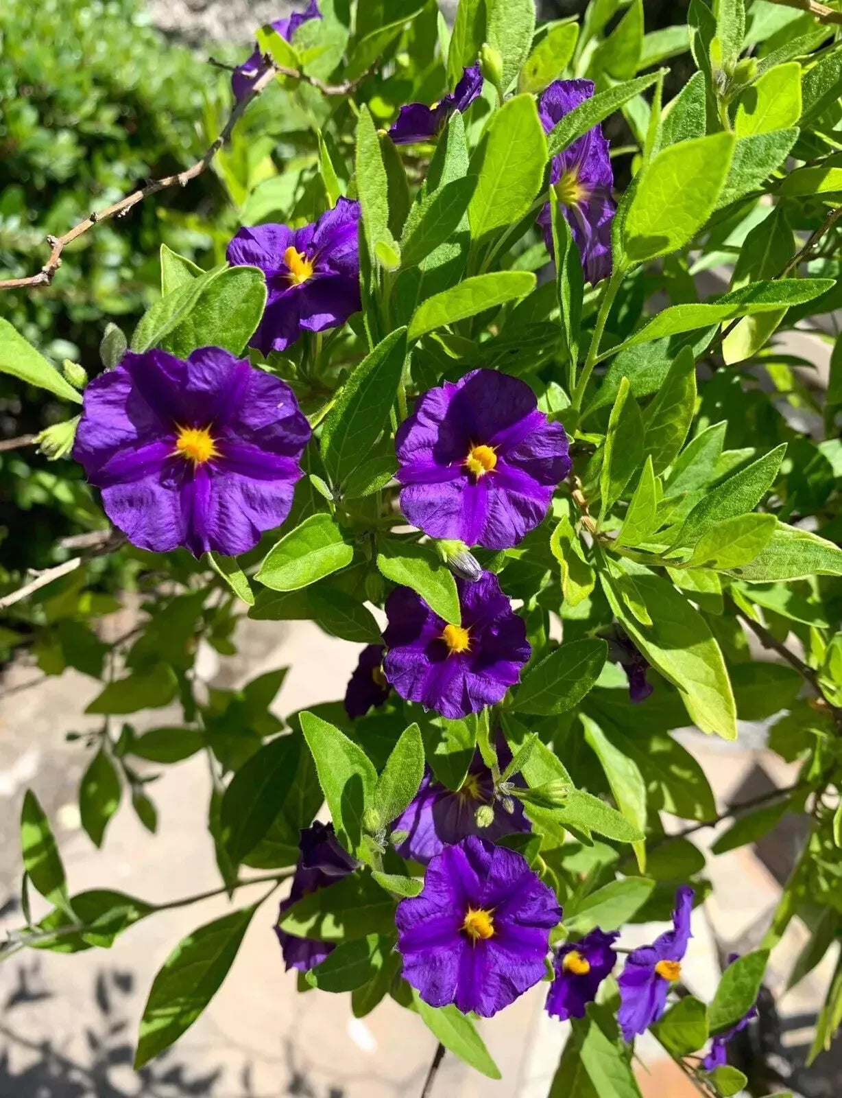 Lycianthes rantonnetii Potato Bush 10 Stems 4-6 Inches Fresh Cut Flowers USA Seller
