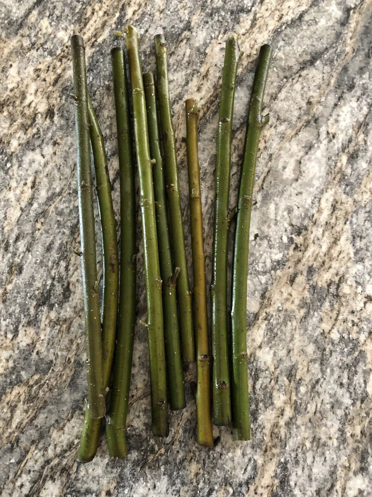 Austree Hybrid Willow Tree Cuttings - 10 Pack, Fast Growing Salix × sepulcralis, Privacy Screen, Erosion Control, Drought-Resistant