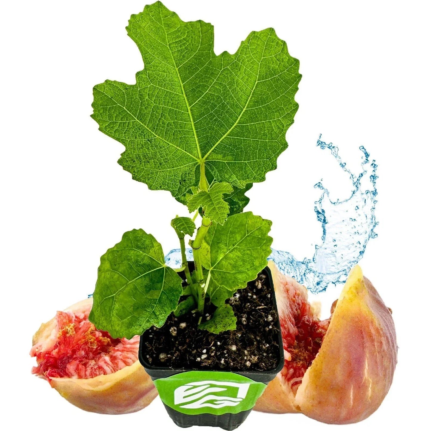 LSU Gold Fig Tree Live Plant – Ficus carica – Edible Golden Figs – Fruit-Bearing Backyard or Patio Tree