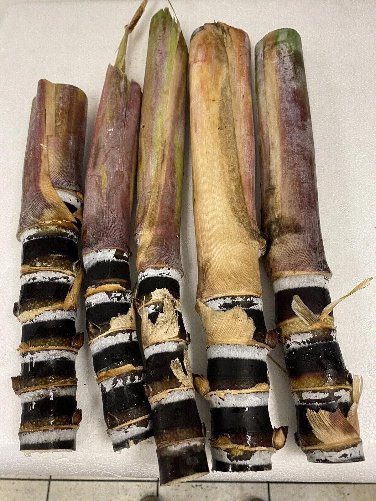 Rare Purple Sugarcane Cuttings - Heirloom Fresh Planting Stock - Saccharum officinarum - Tropical Garden, Syrups, Florida Grown