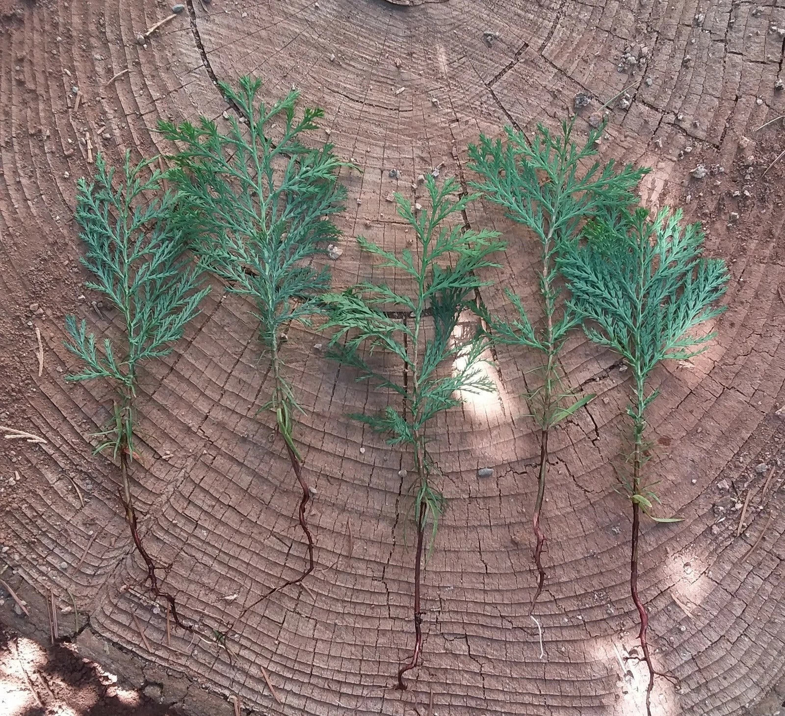 Incense Cedar Tree Seedlings - 5 Bare Root Plants - Calocedrus decurre ...