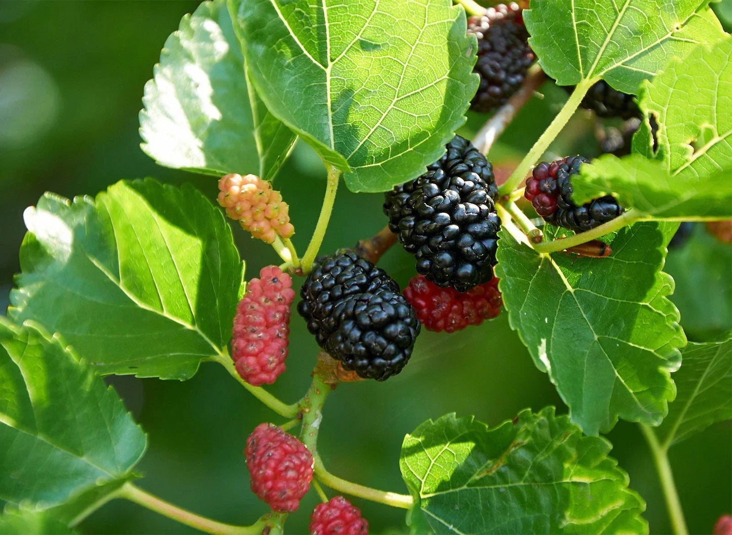 Red Mulberry Live Plant 16-24 Inches Morus Rubra Hardy Zones 5-9